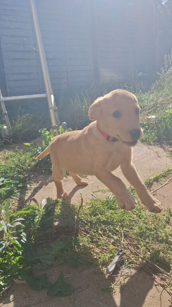 10 week old lab puppy
