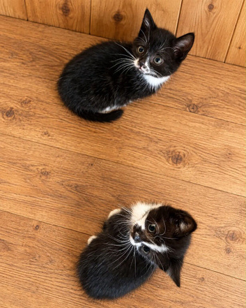 Smudge and Salem