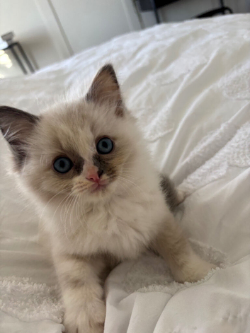 Female ragdoll kitten