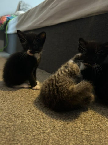 Kittens for sale