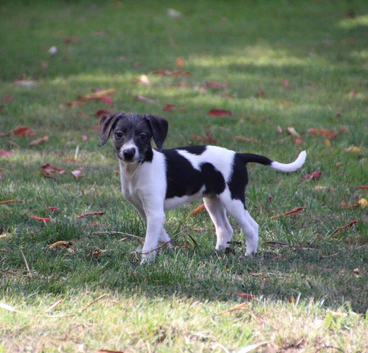 Bedlington whippet second generation puppies