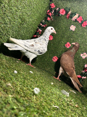 Racing pigeons