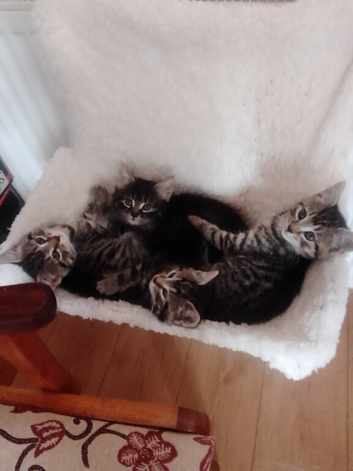 Kittens for new home