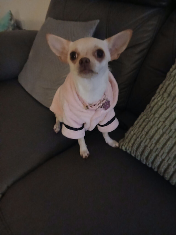 Chihuahua