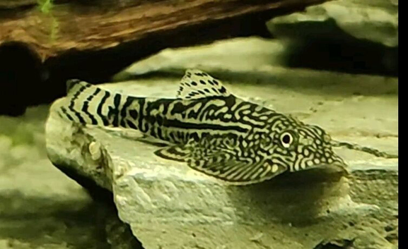 Hillstream loaches