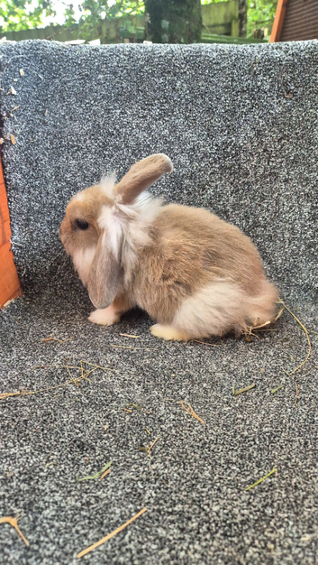 Male Rabbits
