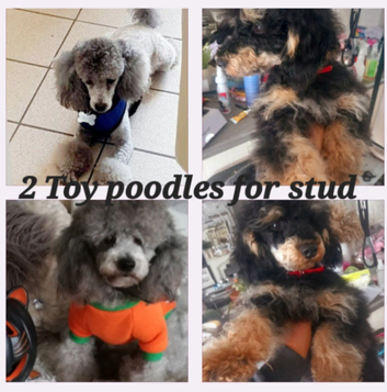 **2 STUDS AVAILABLE**FULL PEDIGREE SILVER & KC PHANTOM TOY POODLES