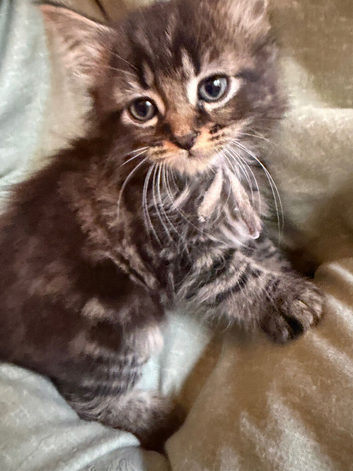 Kittens
