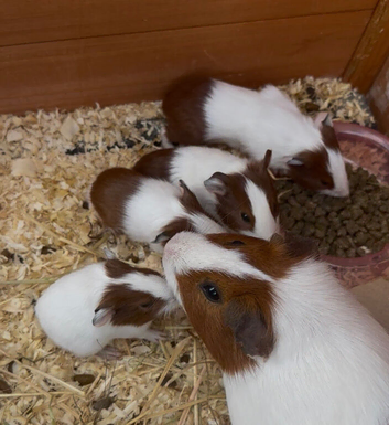 Baby guinea pigs