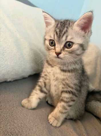 British Shorthair x Persian kitten