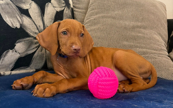 Kc Hungarian vizsla puppy