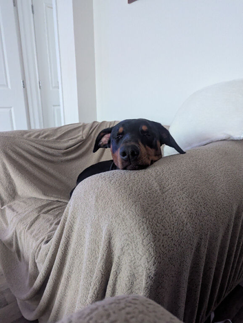 Doberman pup