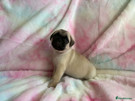 Beautiful pug puppy