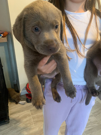 Silver Labrador puppies