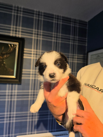 Working Border Collie Puppies &ndash; 5 Boys & 2 Girls