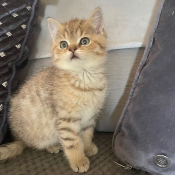 TICA reg black golden spotted male "Atlas"