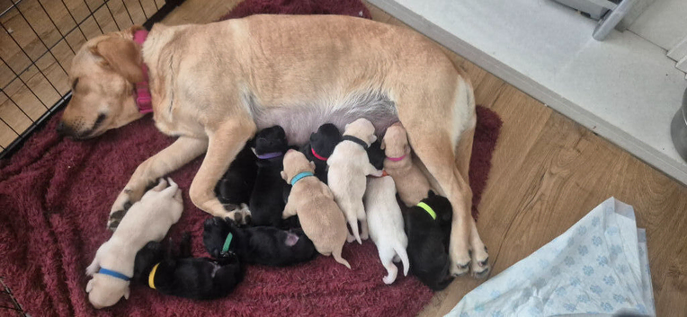 Beautiful Labrador Puppies for Sale