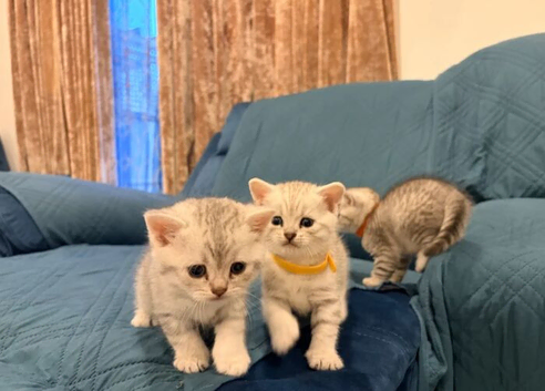 Beautiful BSH Silver Tabby,Champion Bloodlines