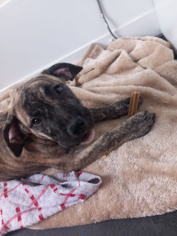 Presa canario puppys, ready to leave to their forever home