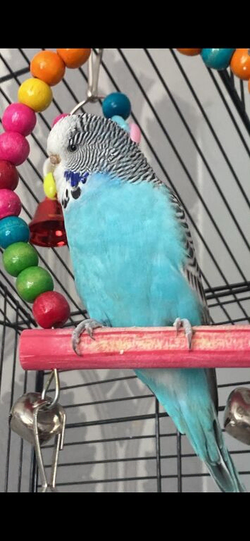 2 female budgies