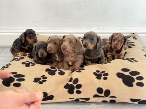 Beautiful Dachshunds