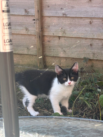 Kittens looking for new home