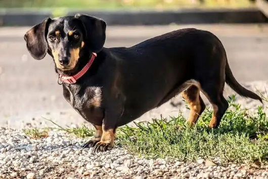 Im looking for a dachshund puppy to rehome