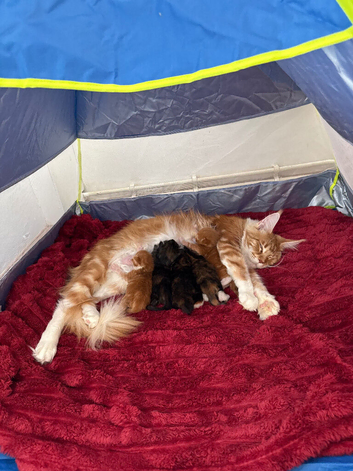 Maine Coon Kittens