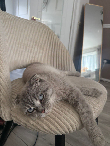 1 british shorthair female remaining ️