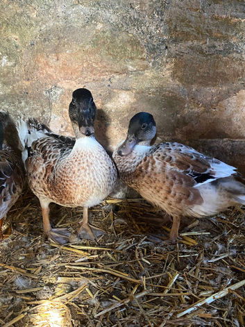 2 male abacot drakes