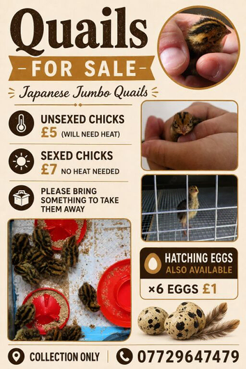 Japanese jumbo quails