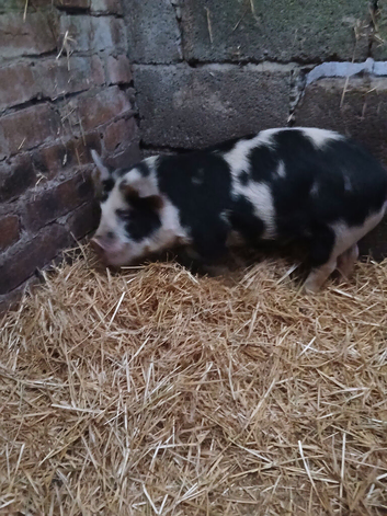 2 x KuneKune gilts