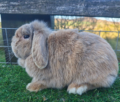 Various Adult Mini Lops