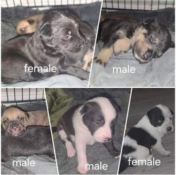 5 beautiful collie x whippet puppies