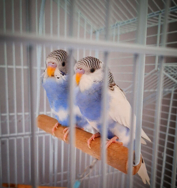 Home bred budgies males and females rare colours
