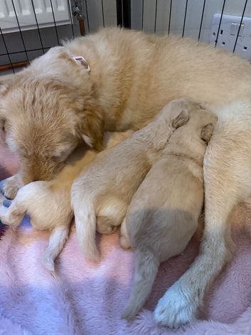 Goldendoodle puppies for sale