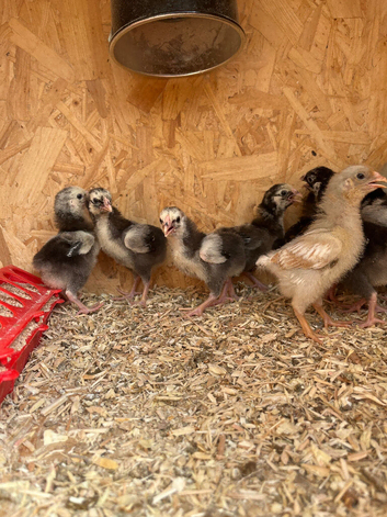Wyandotte Bantam Chicks