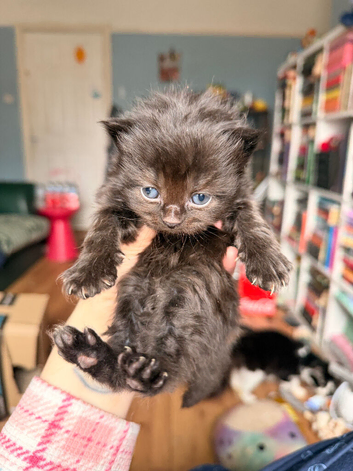 4 beautiful kittens