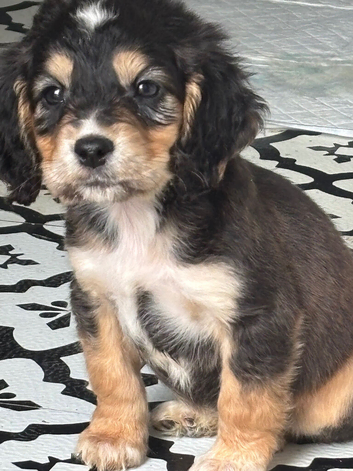 Show cocker/ cocker spaniels