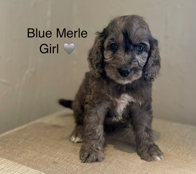 Stunning Cockapoo Puppy&rsquo;s - Ready Now!