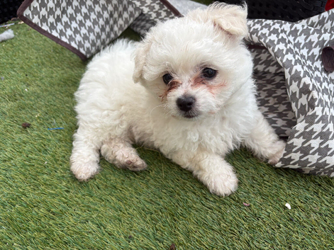 Bichon Frise - 1 Male Puppy (8 Weeks) Ready Now - &pound;800