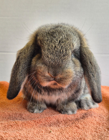 French lop baby Doe