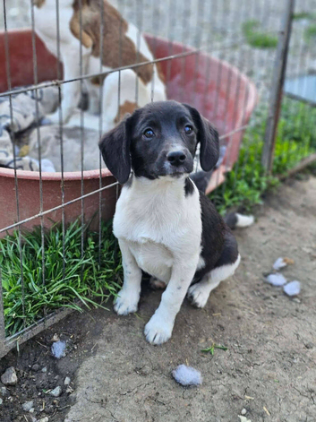 Daisy is looking for a forever family