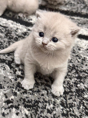 High-Quality British Shorthair Kittens