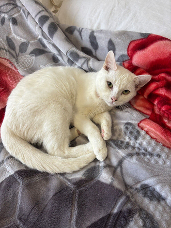 White cat