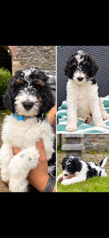 Beautiful fluffy Labradoodle