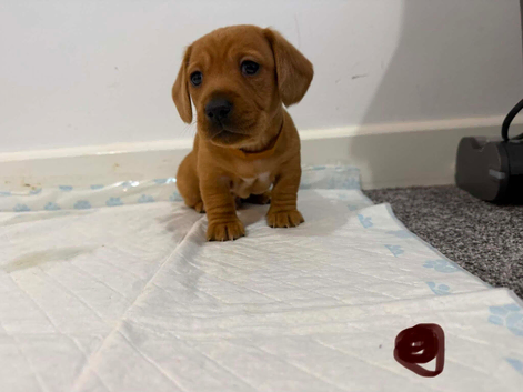 7x daschund puppies for sale