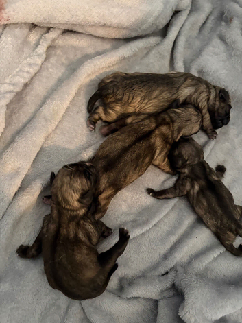 Puppies for sale