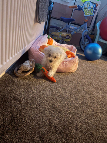 Maltese x chihuahua