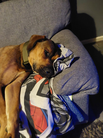 Mastiff x rottweiler